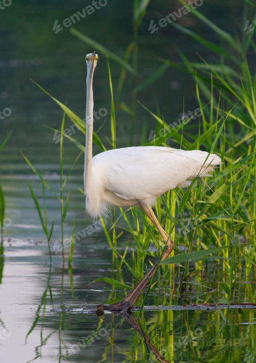 Preview: Great egret, Ardea alba. A bird standing in the water, looking into the camera lens
