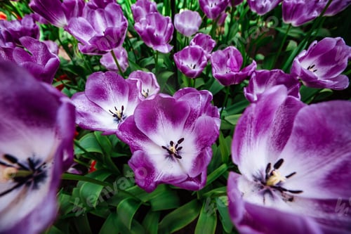 Preview: Marvellous tulip flowers in the Keukenhof park