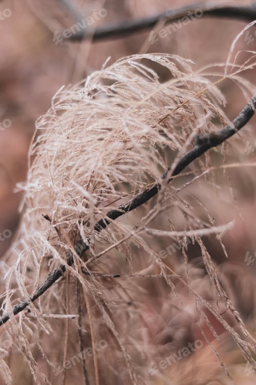 Preview: First frosts. An icy panicle of a cereal plant