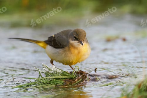 Preview: Grey wagtail (Motacilla cinerea)