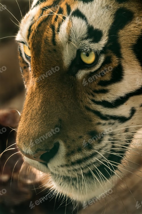 Preview: Bengal Tiger stare