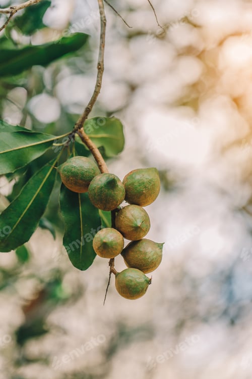 Preview: Macadamia nuts ready for harvesting