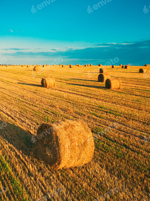 Preview: Aerial View Of Summer Hay Rolls Straw Field Landscape In Evening. Haystack, Hay Roll in Sunrise Time