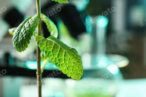Preview: Green plant on blurred background, closeup with space for text. Biological chemistry