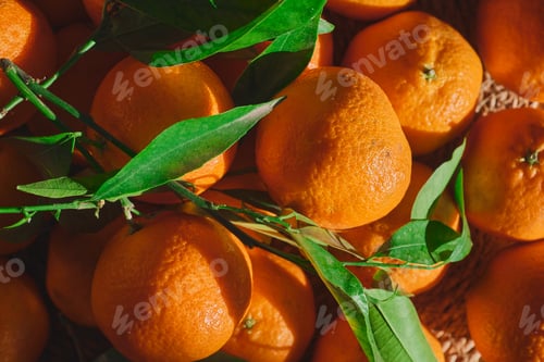 Preview: Fresh tangerines picked from the farm, fresh fruit