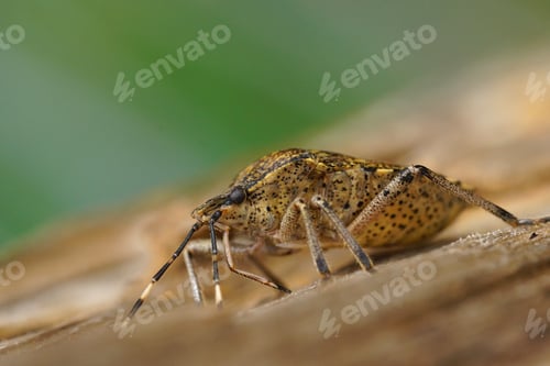 Preview: Closeup on an overwintering grey garden bug, Rhaphigaster nebulosa on wood