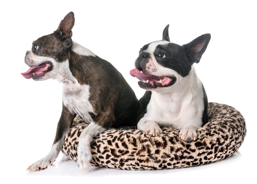 Preview: boston terrier in studio