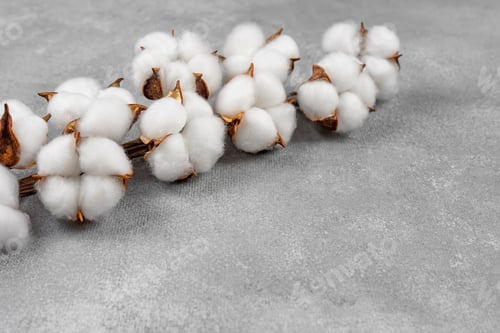 Preview: Dry Cotton Branch With Fluffy Flowers On Light Gray Concrete Textured Background
