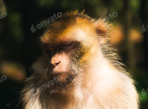 Preview: Closeup shot of a furry old world monkey