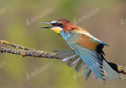 Preview: European bee-eater, merops apiaster. A bird spreads its wings