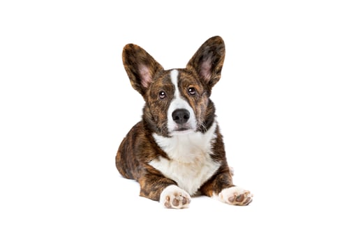 Preview: dog