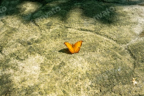 Preview: Vibrant orange butterfly perched atop a sun-soaked rock surface. Vindula erota, common cruiser.