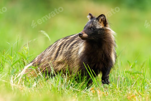 Preview: Unaware raccoon dog looking behind on a green meadow in summertime
