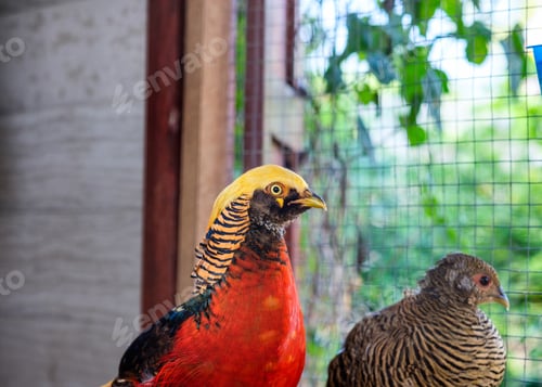 Preview: Close-up Golden pheasant bird red and yellow