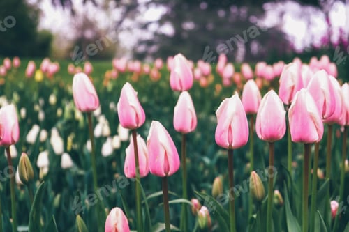 Preview: Blooming tulips.