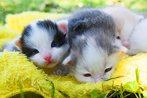 Preview: sleeping kittens