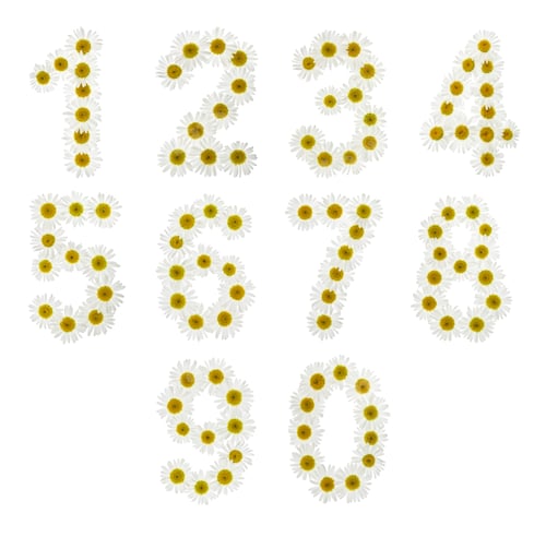 Visualização: Conjunto de números arábicos de flores brancas naturais de camomila, isoladas no fundo branco