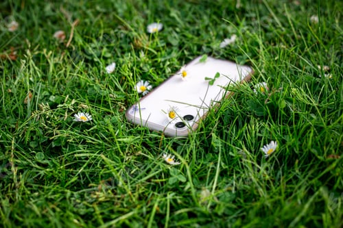 Preview: White smartphone in green grass among daisies.