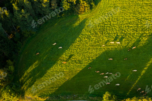 Preview: Aerial view of cows cattle grazing grass in a green meadow in mountains