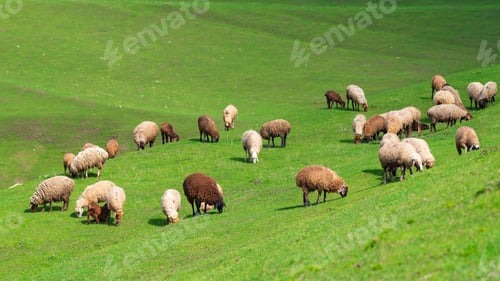 Preview: A herd of sheep grazes on the green slope of the mountain