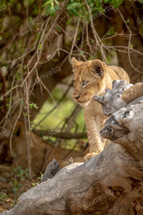 Preview: Lion cubs sitting on a fallen tree.