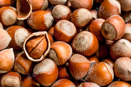 Preview: Hazelnuts in the shell.
