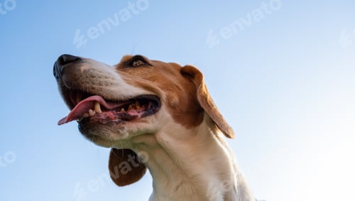 Preview: Closeup of Beagle dog head, 6 years old, looking away with tongue out in summer heat against blue
