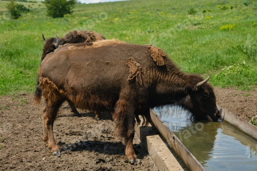 Preview: Bisons Drinking Water on Green Pasture