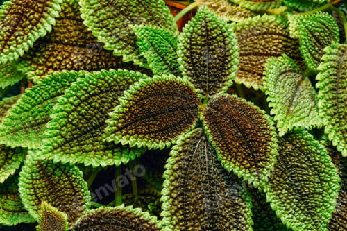 Preview: Close View Of Green Pilea Crassifolia In Botanical Garden