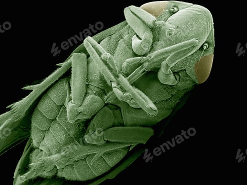 Preview: Scanning electron micrograph of a planthopper (Hemiptera: Fulgoridae)