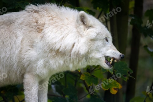 Preview: White wolf baring teeth in forest.