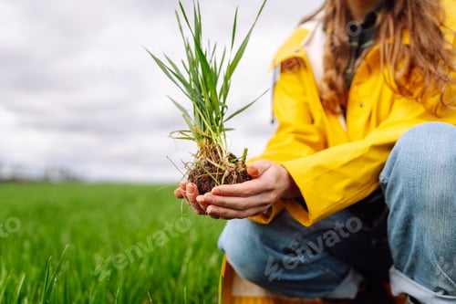 Preview: Farmer woman holding green wheat sprouts, checking growth. Scientist is checking the plant.