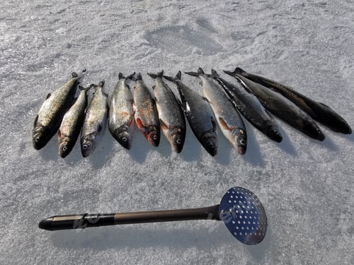 Preview: Ice fishing in Sweden