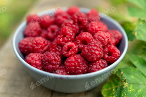 Preview: Freshly harvested raspberries in a blue bowl surrounded by green leaves on a wooden table