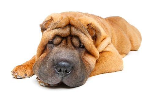 Preview: beautiful shar pei puppy