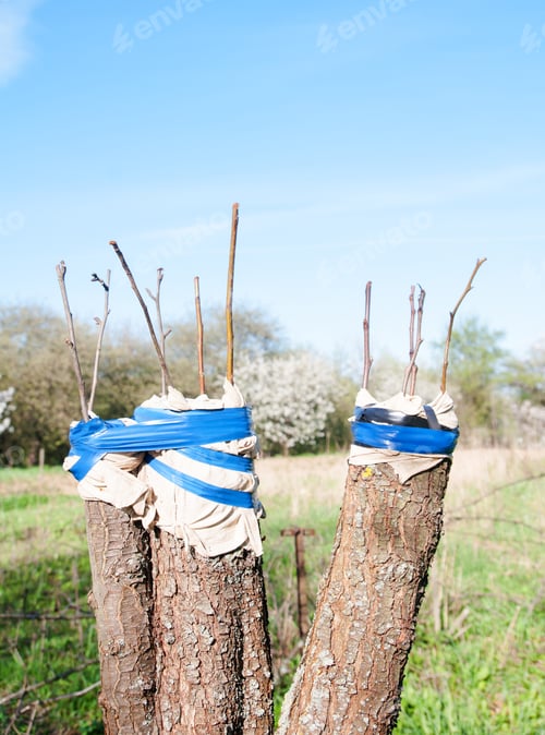 Preview: trees renovation
