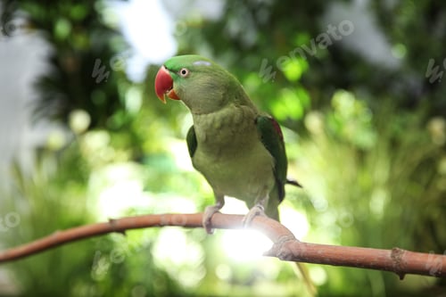 Preview: Beautiful Alexandrine Parakeet on tree branch outdoors