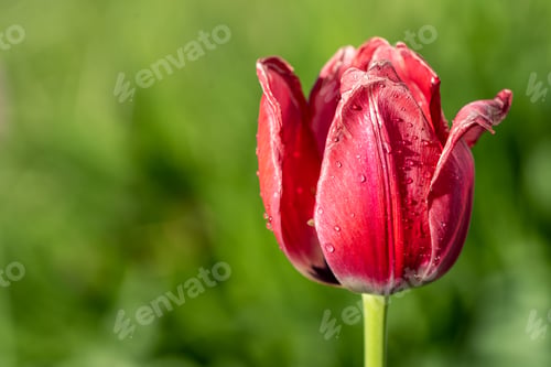 Preview: Droplets on beautiful tulip in spring