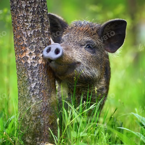 Preview: Wild boar on the forest