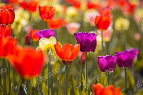 Preview: Colorful Tulips Blooming in the Spring Sunlight