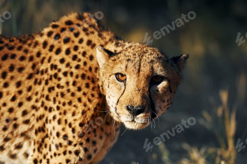 Vista previa: Close up view. Cheetah is outdoors in the wildlife