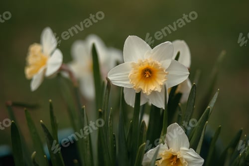 Preview: Beautiful Daffodils