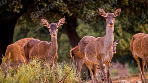 Preview: Red Deer, Monfragüe National Park, Spain