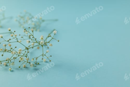 Preview: Multiple white flowers and copy space on blue background