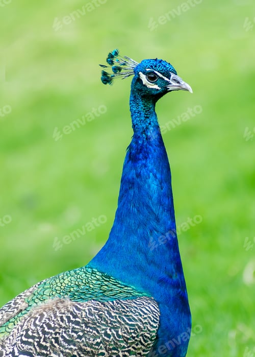 Preview: Vertical shot of a cute male peafowl with blurred background