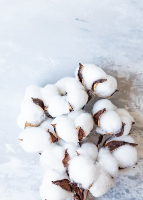Preview: White fluffy cotton flowers on light concrete background. Delicate light background.