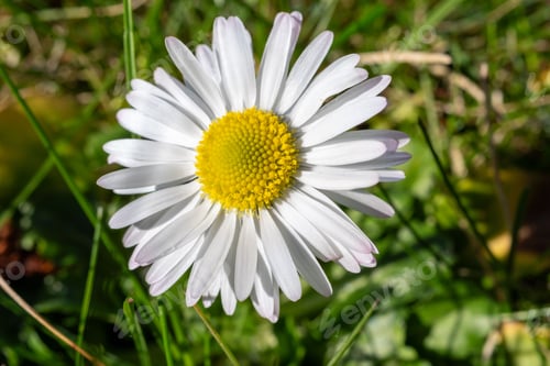 Preview: Close-up of a white daisy in a green field