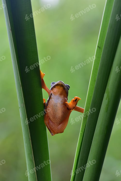 Preview: Close up Funny action of the green tree frog Rhacophorus reinwardtii