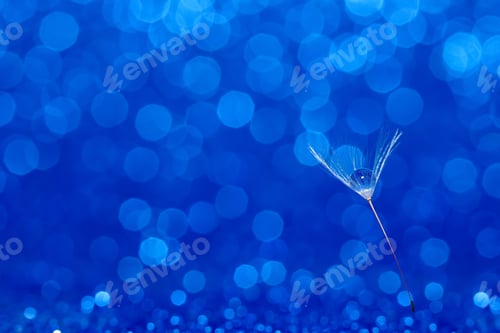Preview: A beautiful shiny dewdrop on a dandelion seed macro. Sparkling bokeh, blue background.