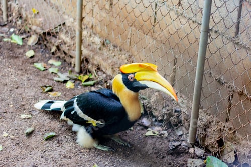 Preview: Hornbill close-up shot, in the zoo, the eyes of the hornbill